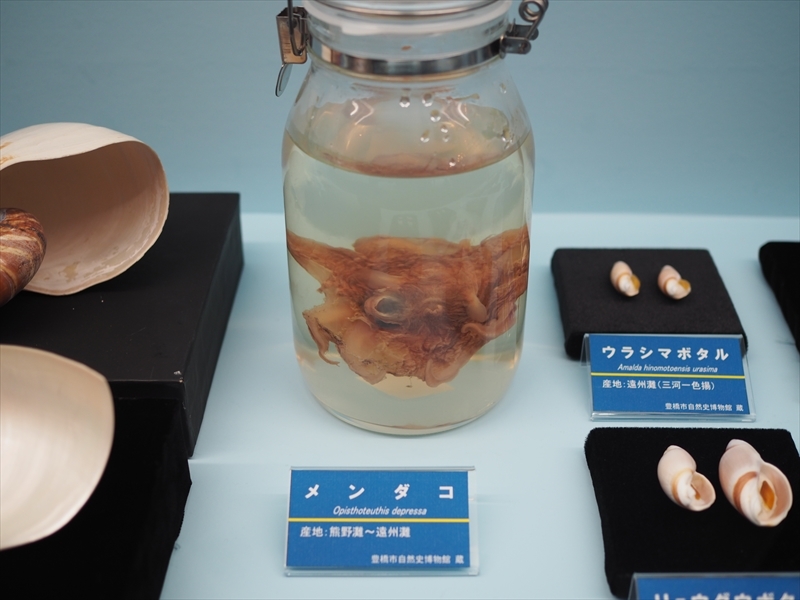 豊橋自然史博物館「深海の玉手箱」（3）: ヴンダーカンマーの輪舞曲