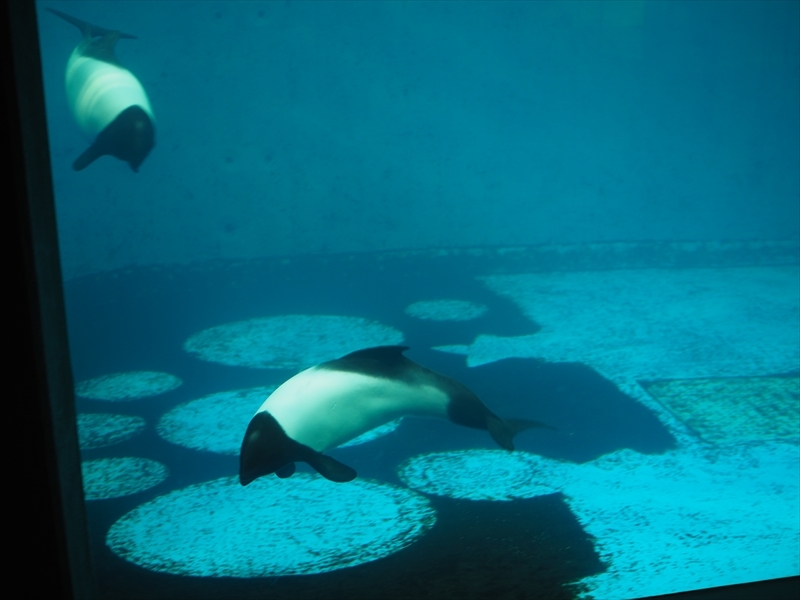 鳥羽水族館 9 ヴンダーカンマーの輪舞曲 ロンド