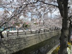十四川の桜1.jpg