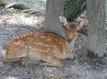 奈良公園のシカ
